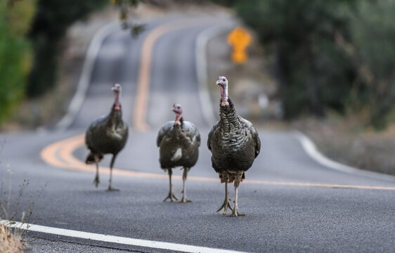 Three Wild Turkeys Walking Down Winding Country Road at Dawn, Wildlife Humor