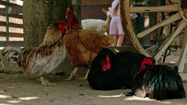 Beautiful roosters and hens resting in the shade near a rustic vintage wagon wheel on a sunny farmyard.