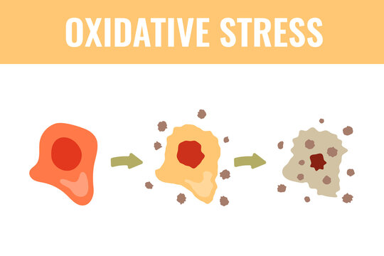 Cell degeneration vector illustration with oxidative stress stages. Clean medical artwork for healthcare graphics, biology articles and infographic design.