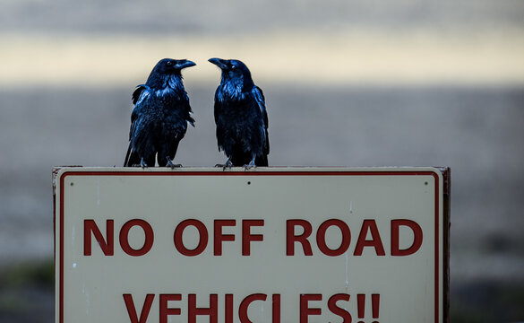 Two Ravens Perched on No Off Road Vehicles Sign Facing Each Other, Wildlife Humor