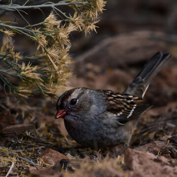 Immature White Crowned Sparrow Foraging on Ground Beneath Rabbitbrush, Southwest Wildlife
