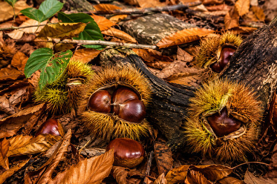 chestnuts