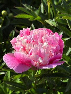 Peony flower pink delicate petals Paeonia Lactiflora 