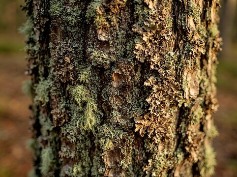 Rough pine bark texture covered green lichen macro wood