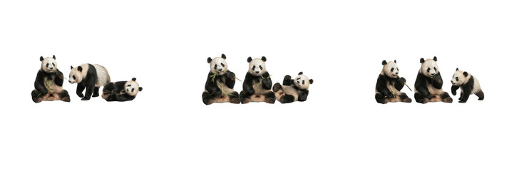 Set of panda bear collections isolated on white background featuring cute giant pandas playing, eating bamboo, resting for wildlife nature zoo animal china concept graphic design elements. © Rama