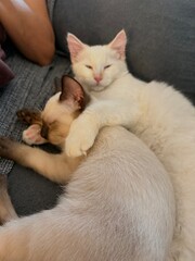 cat © Carolina