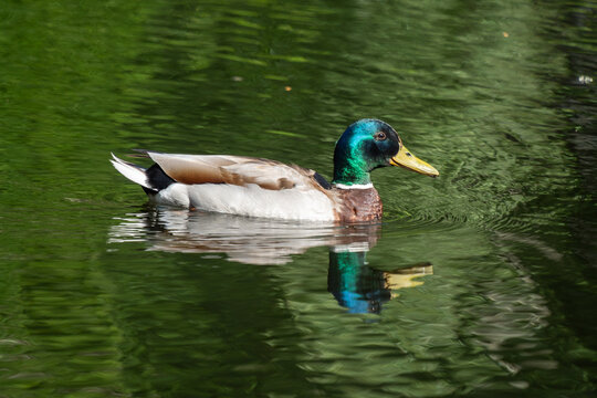 Male mallard duck (Anas platyrhynchos) on a pond at the Maihaugen open air museum in Lillehammer, Norway
