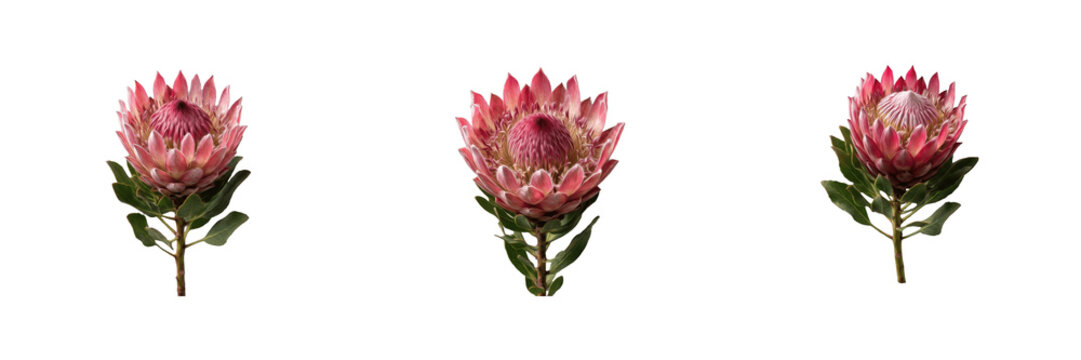 Set of beautiful pink king protea flowers with green stems and leaves isolated on a white background exotic floral nature collection for design and decoration