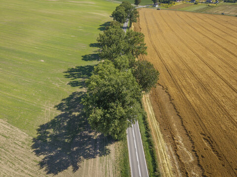 Aerial view of a road lined with lush green trees separating a vibrant green field from a golden wheat field in Poland.