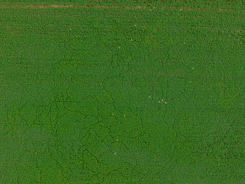 Aerial view of a lush green agricultural field with a flock of white birds foraging among the crops in Greece.
