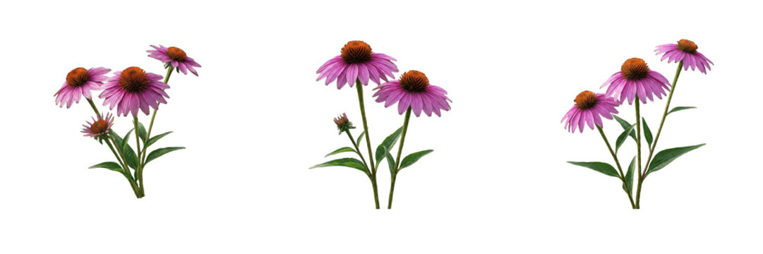 Set of beautiful pink coneflower or echinacea blooms with green leaves isolated on a white background floral nature collection for garden and botanical design