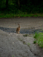 A wild brown hare stands alertly on a wet, gravelly dirt road with puddles, with a dark green forest softly blurred in the background. © Aleksandr Riabinin