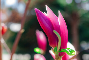 Macro close‑up of purple magnolia buds in spring © Xiangli