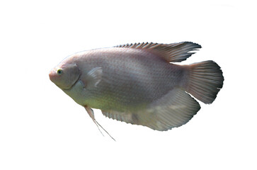 Giant gourami fish, albino gourami © ola24