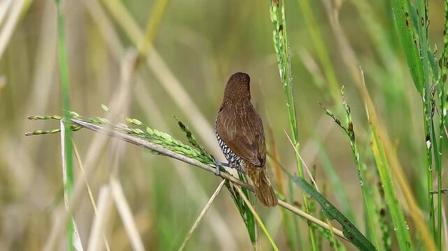 The scaly-breasted munia or spotted munia (Lonchura punctulata), known in the pet trade as nutmeg mannikin or spice finch, is a sparrow-sized estrildid finch native to tropical Asia.