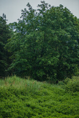 A large, vibrant green deciduous tree stands before a dark pine forest edge, fronted by a lush meadow of tall grass and reeds under a dim sky. © Aleksandr Riabinin