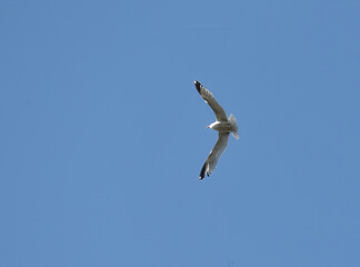 Fototapeta premium gull soaring in the blue sky 