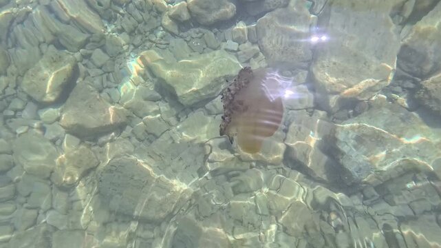 Horizontal 4k slow motion video of a Mediterranean fried egg jellyfish showing tentacles swimming in shallow crystal clear sea water over pebble seabed
