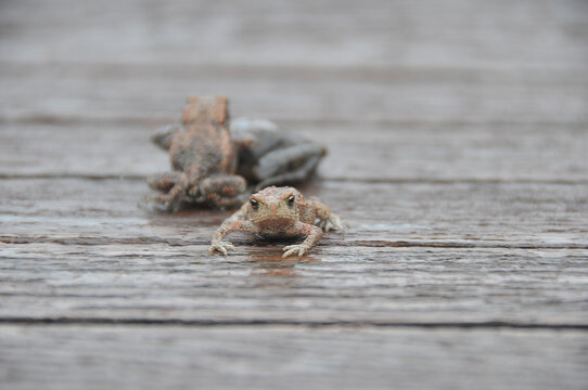 Erdkr&ouml;te (Bufo bufo)