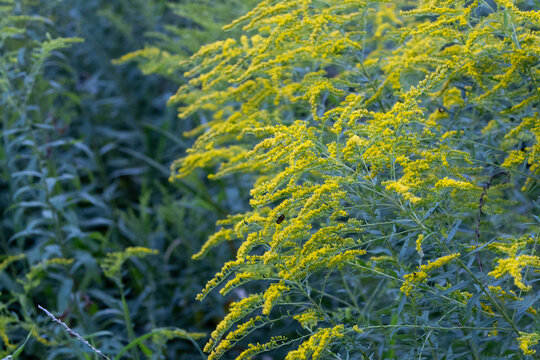 Yellow Goldenrod Wildflowers Blooming in a Late-Summer Meadow