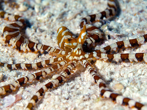 A mimic octopus (Wunderpus photogenicus) spreads its arms across the sandy seabed in Raja Ampat, West Papua, Indonesia, revealing its distinctive striped pattern. Photographed in natural reef habitat.