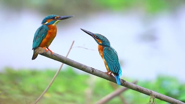 The common kingfisher (Alcedo atthis), also known as the Eurasian kingfisher and river kingfisher, is a small kingfisher with seven subspecies recognized within its wide distribution across world.