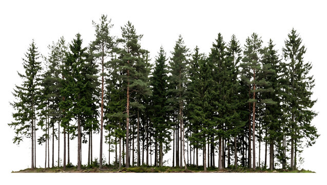 Dense Pine and Spruce Tree Line Forest Wall Isolated on Transparent Background