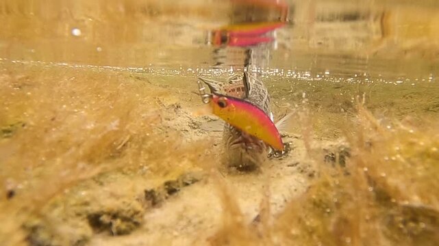 Slow motion underwater shot of a venomous weeverfish hooked on a minnow spinning lure in clear shallow sea water