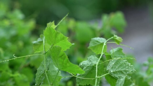 Green grape leaves on the grapevine, tied to a post in the vineyard, are being drenched by heavy rain.