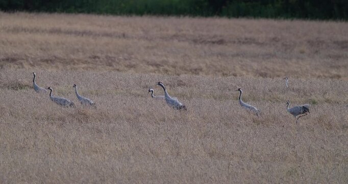 Flock of grey cranes foraging on harvested wheat field in evening light slow motion