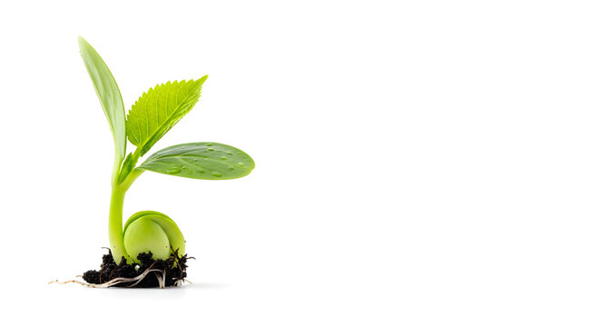 Green plant seedling growing from soil, symbolizing new life, growth, and environmental sustainability.