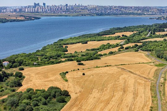 Aerial view of golden wheat fields and lush green trees bordering the calm waters of Kucukcekmece Lake with a modern urban skyline in Kucukcekmece, Istanbul, Turkey.