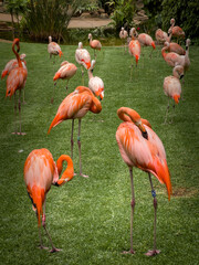 group of flamingos in the zoo © Inna