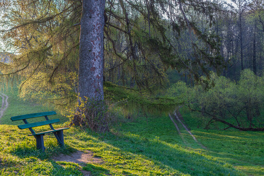 Beautiful scenic view of a spring park with an empty wooden bench under a big tree at sunset