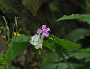 Macro of a pieris rapae, or small white or cabbage butterfly foraging of the flower head of a herb-robert (geranium robertianum) or robert’s geranium in Germany in May © Lea