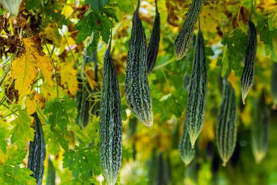 Fresh green bitter melons hanging heavily under trellis canopy in organic agricultural farm. Abundant bitter gourds growing on trellis tunnel. Bitter cucumbers and leaves in agriculture greenhouse.