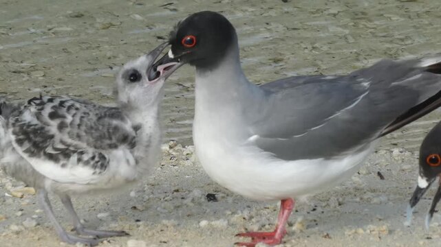 Swallow-tailed gull Galapagos endemic bird adult and hungry chick