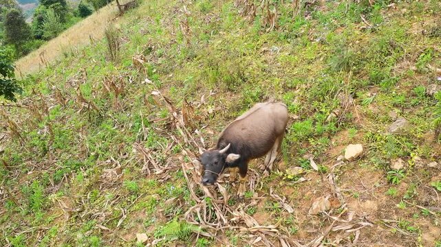 A young buffalo calf grazes on a sloped, grassy hillside with sparse vegetation and dry corn stalks at Col de Pha Din, near Dien Bien Phu in northwestern Vietnam.