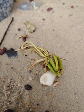 Natural growth of a coastal plant propagule sprouting on sand by the sea