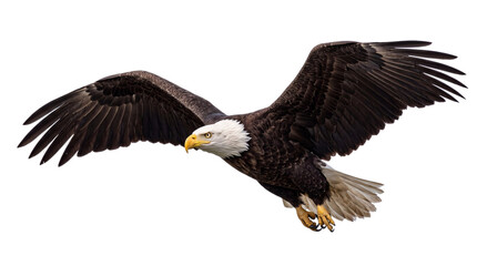 Bald eagle in flight against a black background, png on isolated, transparent background © PNG Studio 99