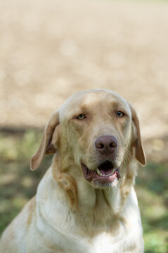 Portr&auml;t von einem Labrador Retriever
