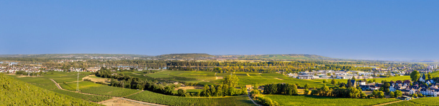 panoramic view to River Rhine valley with vineyards seen from Johannishof in the Rheingau near Eltville,