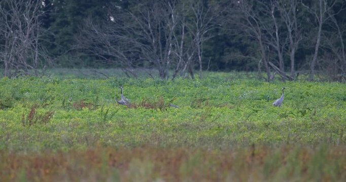 Grey crane family of four foraging in wild green field in evening light slow motion