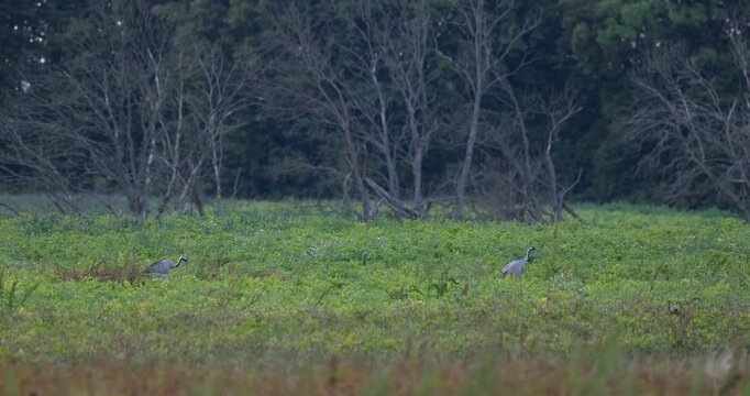 Grey crane family of four foraging in wild green field in evening light slow motion
