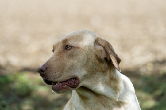 Portr&auml;t von einem Labrador Retriever