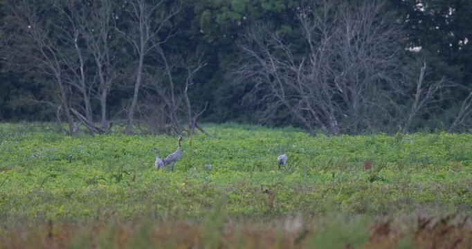 Grey crane family of four foraging in wild green field in evening light slow motion
