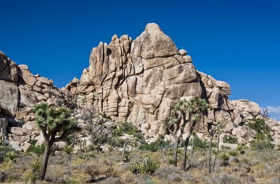 Scenic rocks and trees in Joshua tree national park