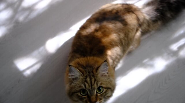 Curious cat is looking up intently at the camera, its gaze full of wonder and anticipation. Feline&rsquo;s inquisitive nature and sharp focus,  curiosity, attention, and playful exploration.