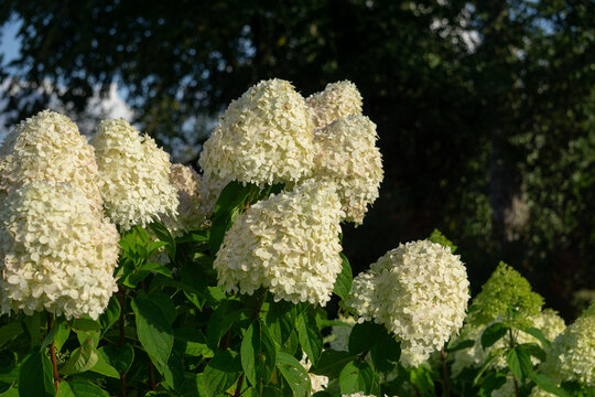 Lush panicle hydrangea (Hydrangea paniculata) bush with large white flower heads blooming in a sunny garden