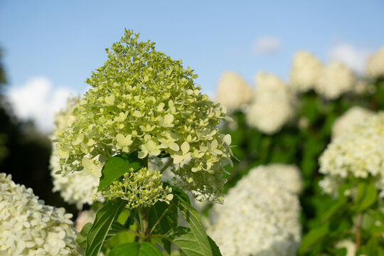 Lush panicle hydrangea (Hydrangea paniculata) bush with large white flower heads blooming in a sunny garden